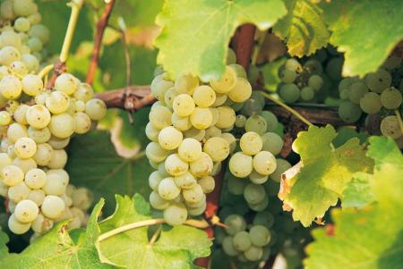 Why Sauvignon blanc is popular with both viticulturalists and consumers