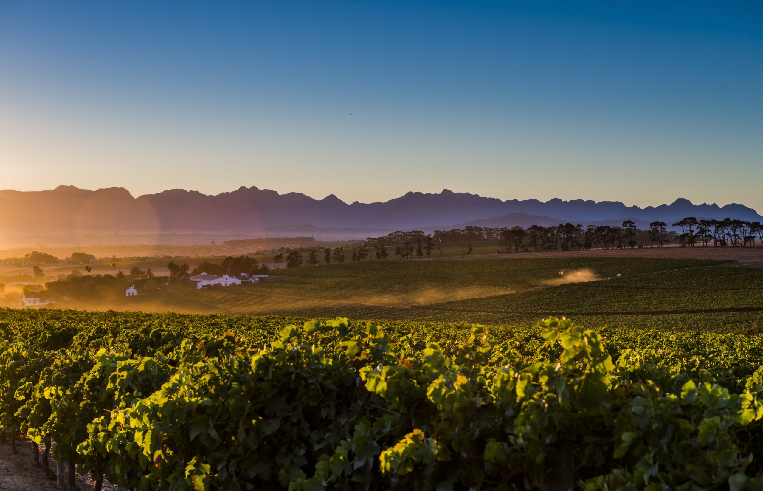 South Africa: Sauvignon blanc, an essential component of the varietal range