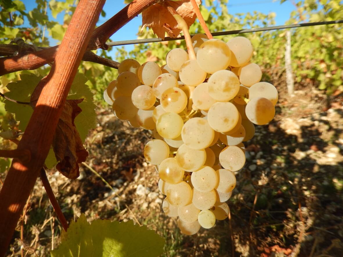 The advantages of maturing Sauvignon in wood