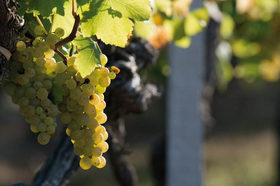 How California provided the catalyst for Sauvignon blanc development in the New World