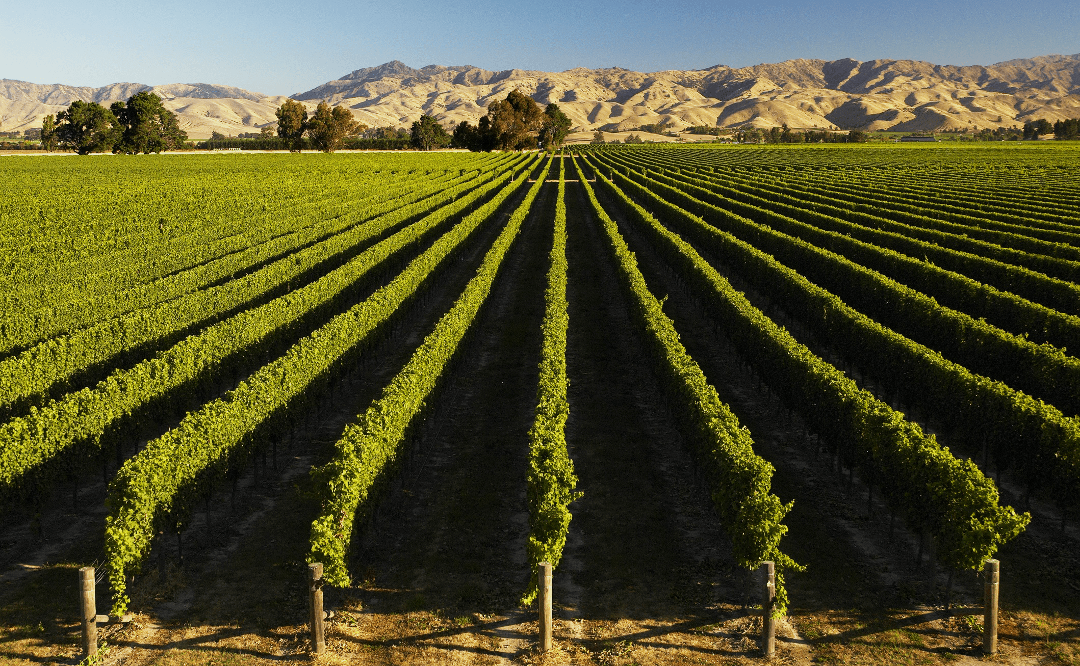 New Zealand – Could Sauvignon blanc lead the way for global development of the low-alcohol wine category?