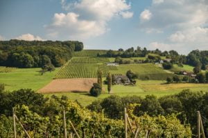 The vineyard block for Weingut Krispel’s Sauvignon blanc Neusetzberg is ranked Erste Lage, a term referring to prime vineyard sites consistently producing top-flight wines