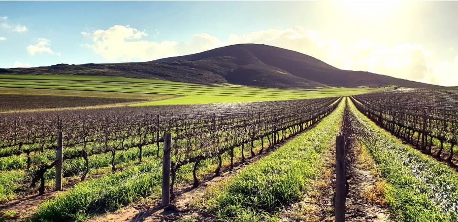 Winter fermented Sauvignon Blanc – Innovation giving South African wineries an edge