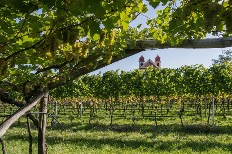 Italy: Sauvignon’s rise to prominence