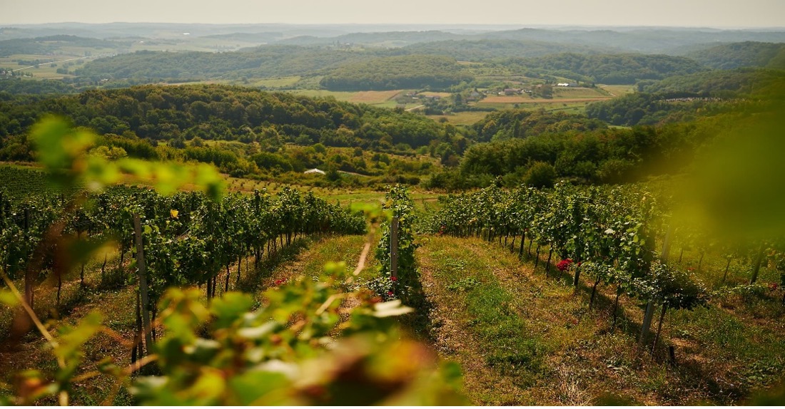 Picture of a Steiermark landscape with vines and houses on hills