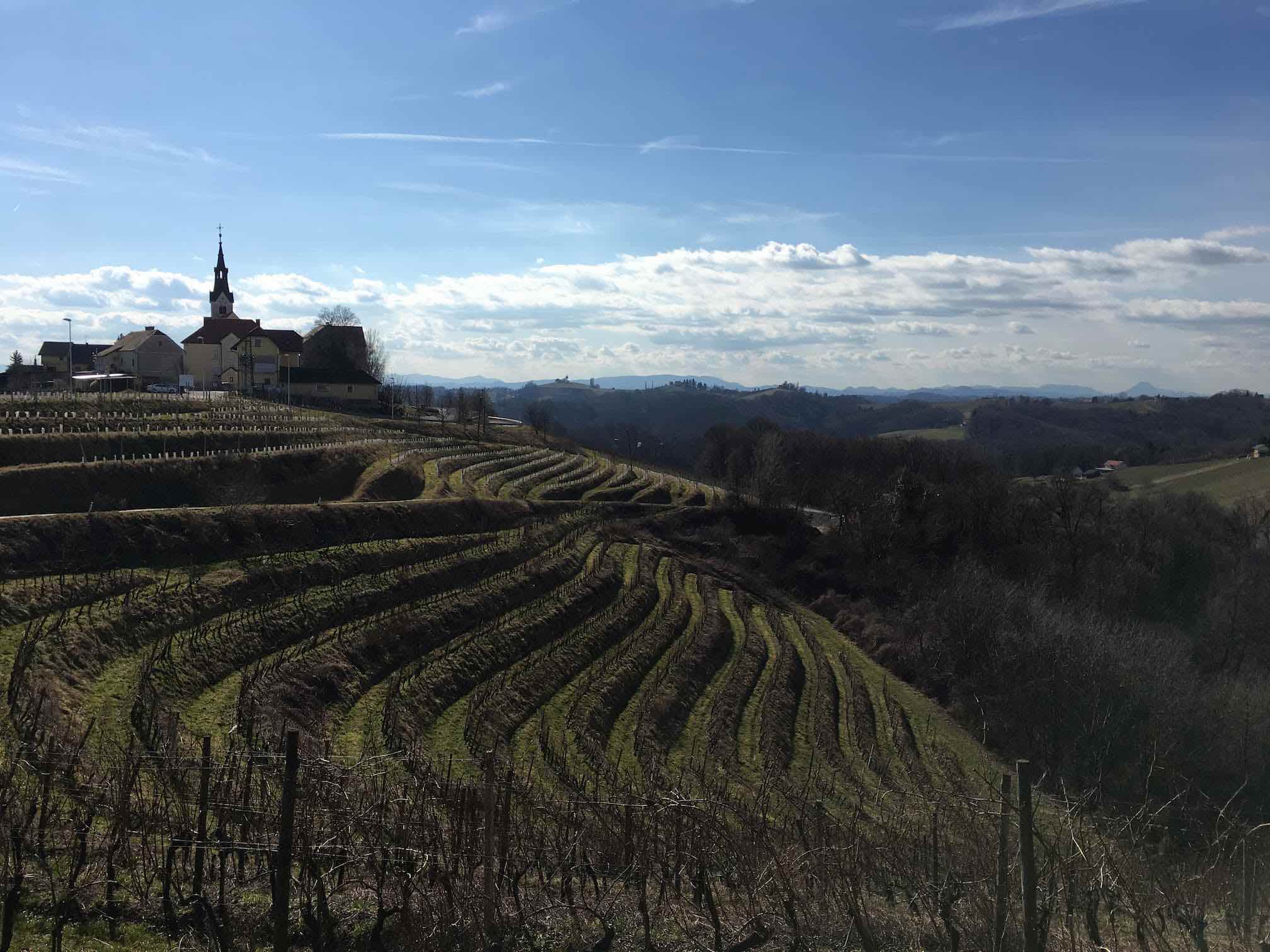 Le sauvignon blanc slovène prochaine révélation du monde du vin ?