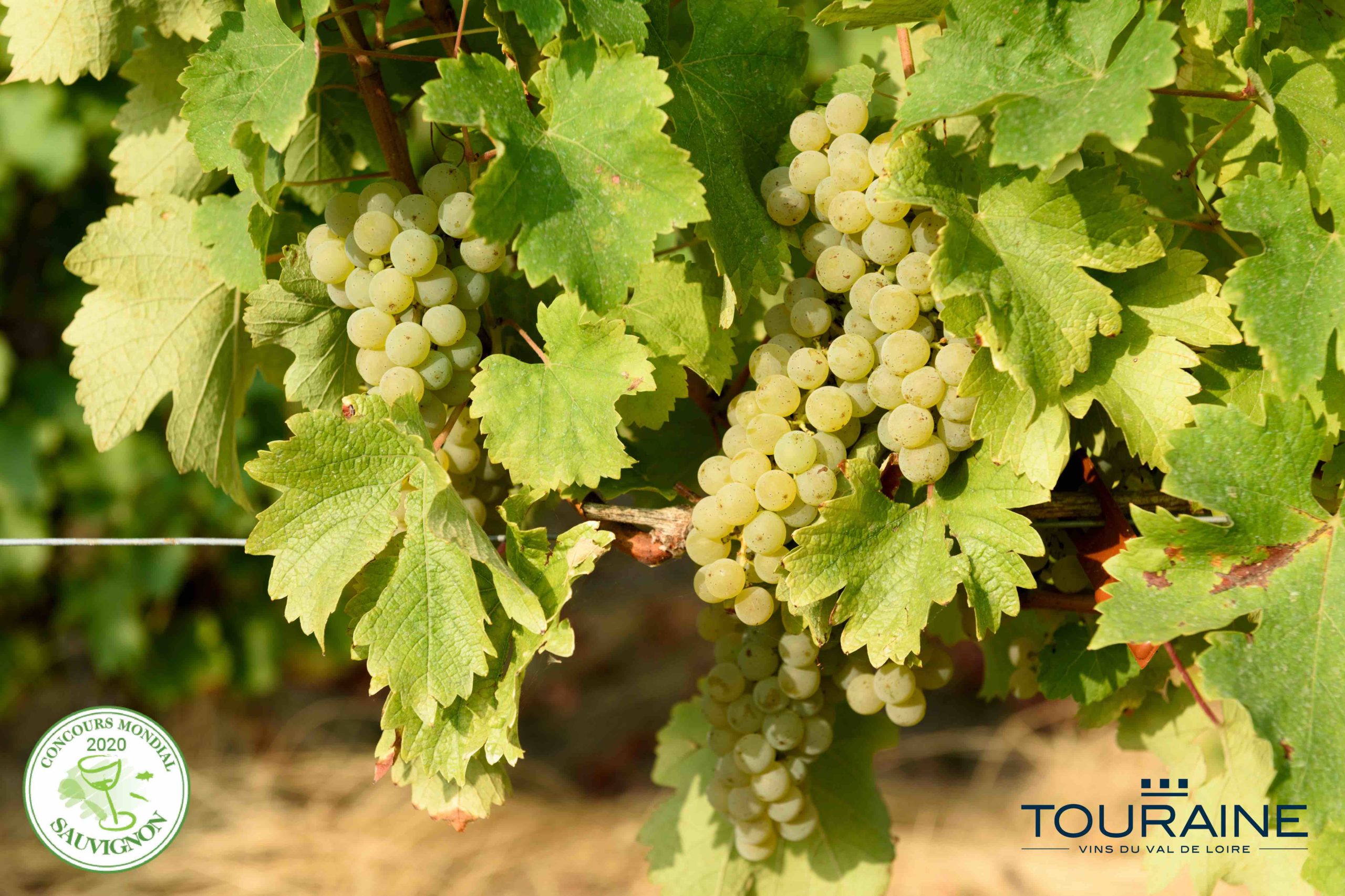 Sauvignon Blanc, the king of grape varieties in Touraine