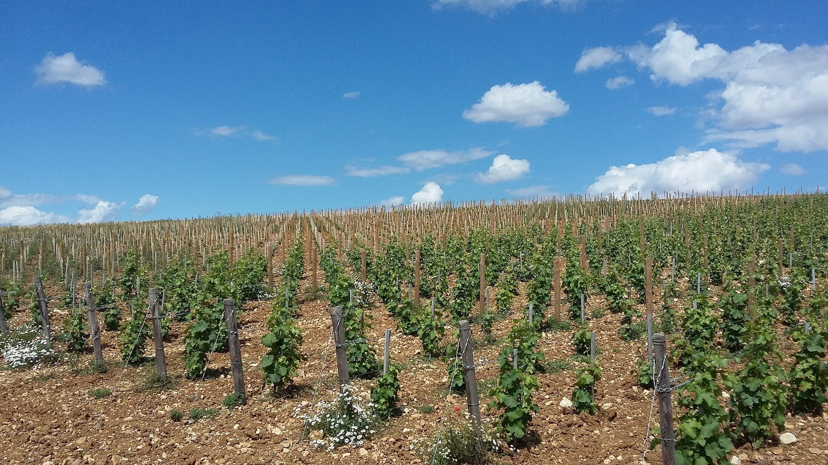 Les vignerons ligériens mieux armés pour l’avenir grâce à la recherche sur le sauvignon