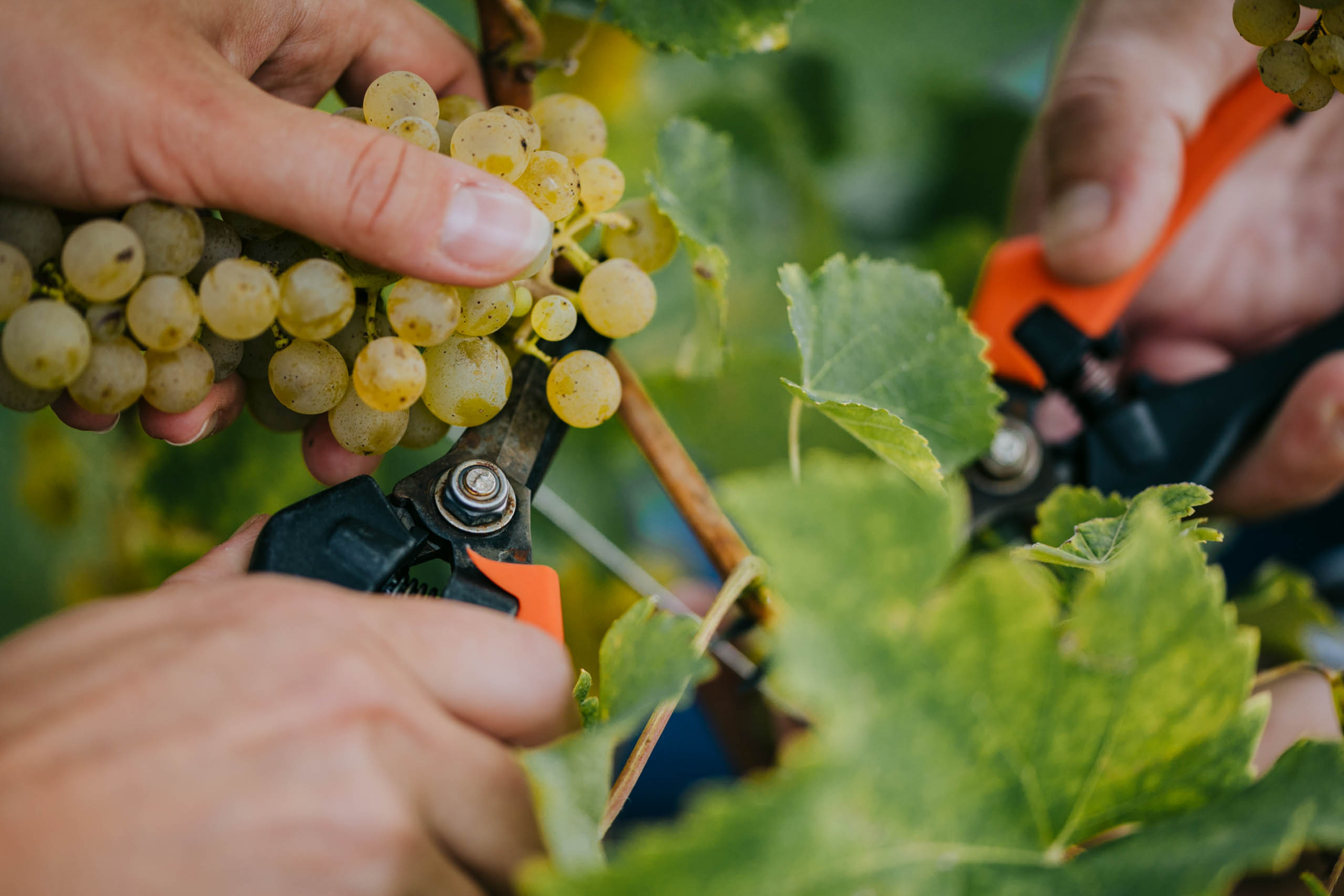 Zoom on hands cultivating white grapes with cutting pliers