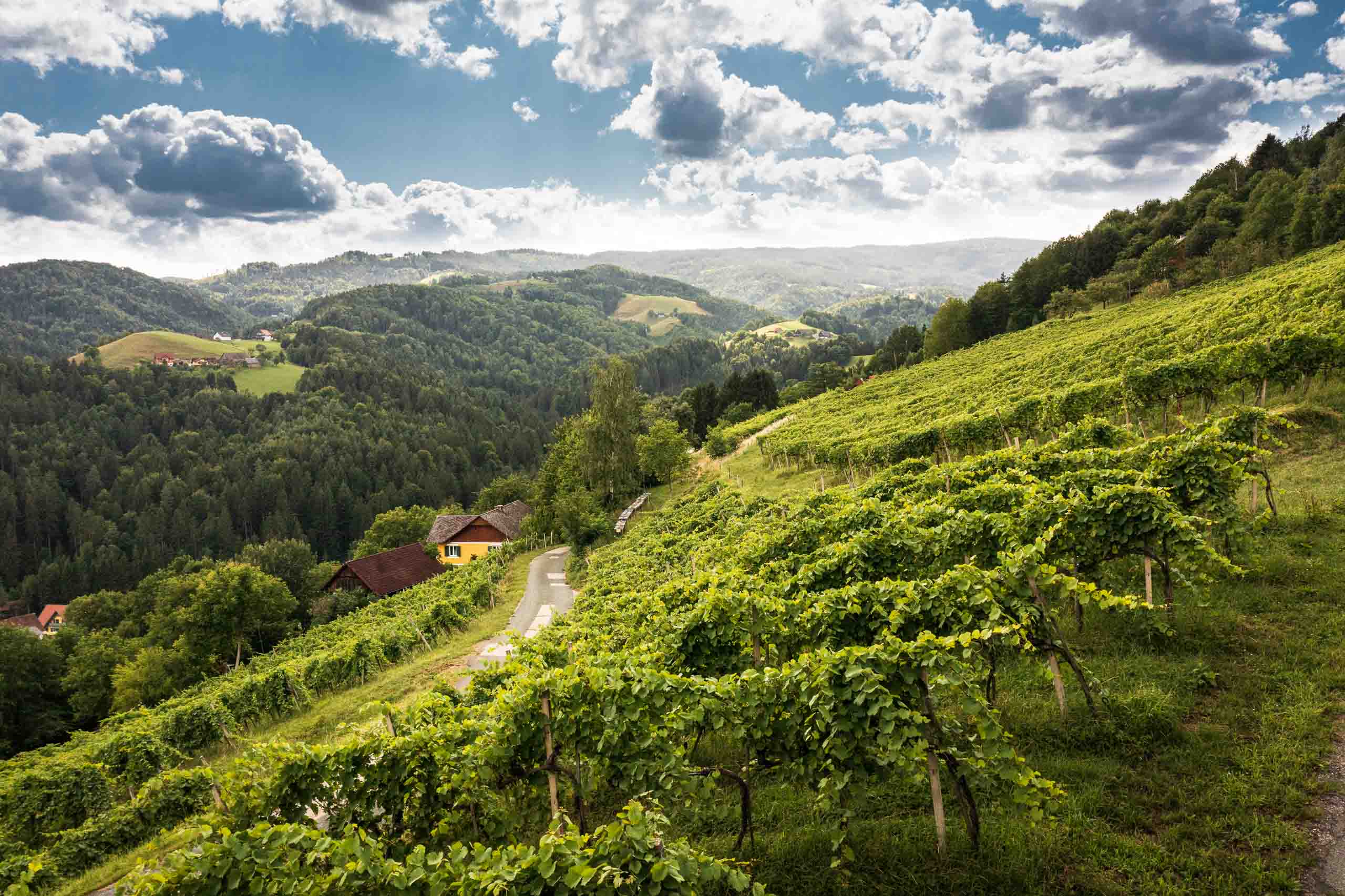 Picture of a Steiermark landscape with vines and houses on hills and small forests