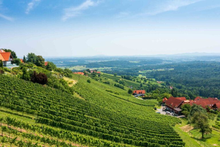 Vines and houses on a hill in the first plan, forests and houses on the second plan.