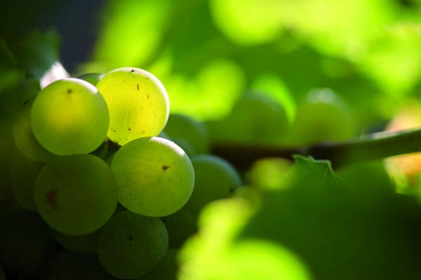 Quelles sont les spécificités des vins issus du sauvignon dans la région de Bordeaux et à quoi sont-elles dues ?