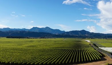 New Zealand’s Many Regional Terroir Driven Sauvignon Blanc Styles
