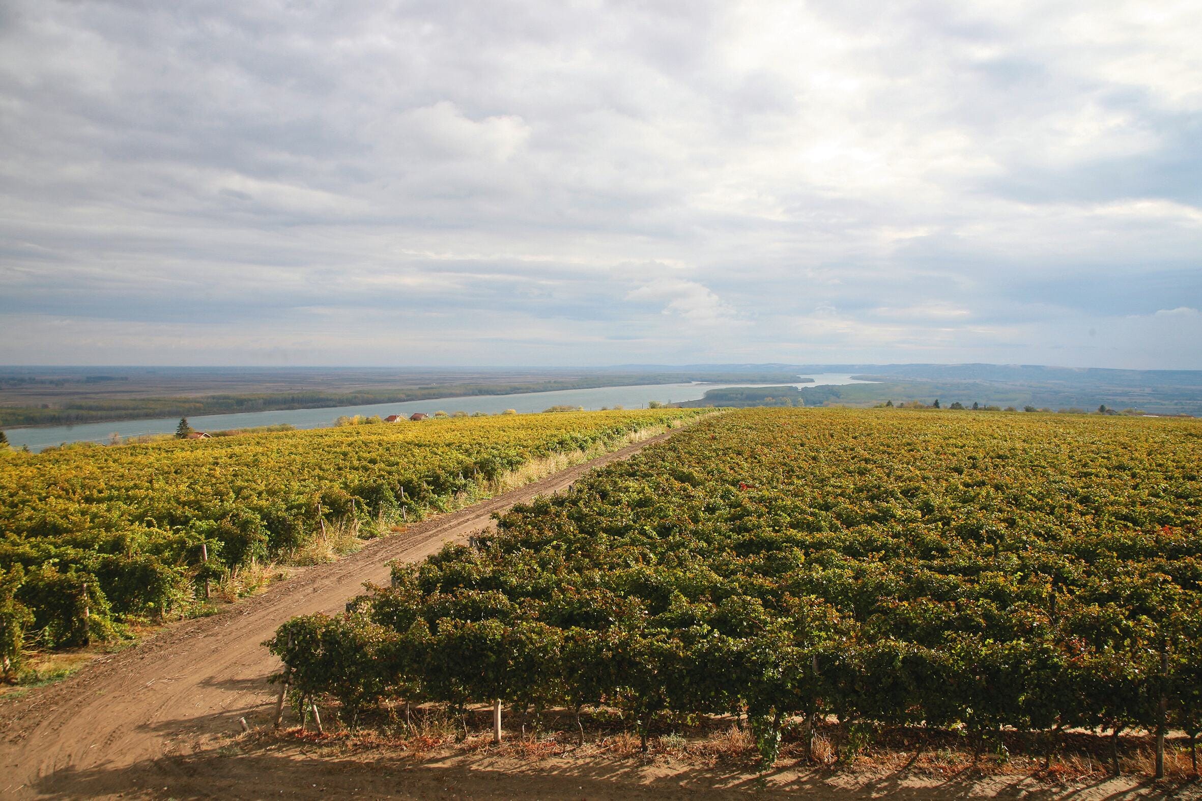 Sauvignon Blanc in Bulgaria