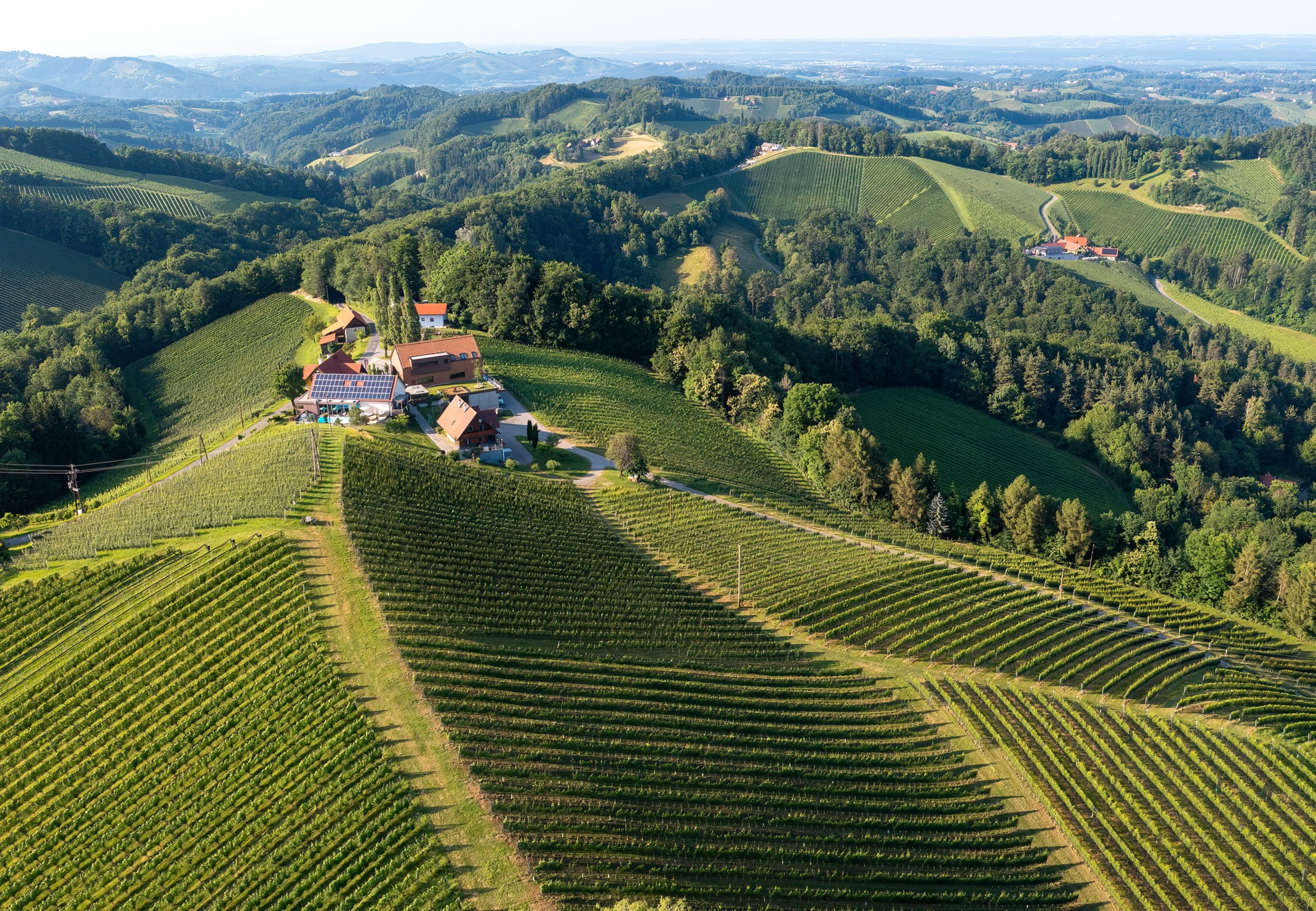 Les Trophées Révélation 2023 viennent cautionner la qualité et le potentiel du sauvignon styrien