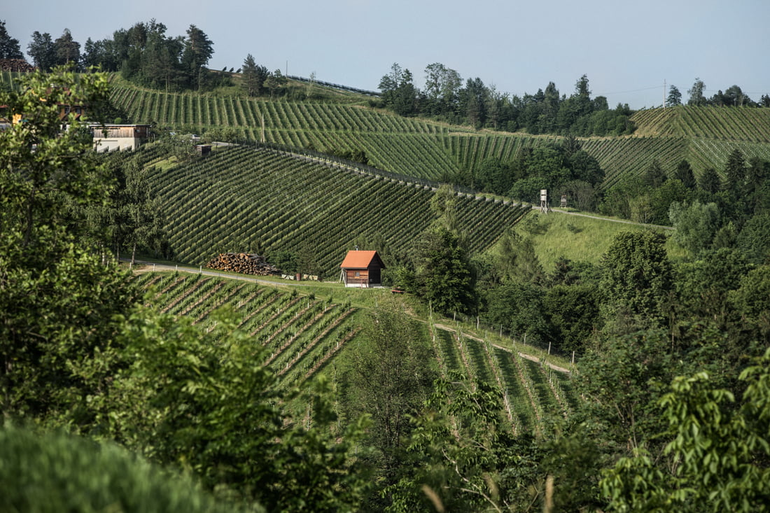 Les clés pour mieux comprendre la multiplicité des profils de sauvignon blanc en Styrie